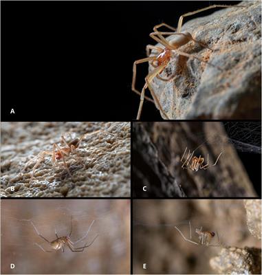 Life-history traits drive spatial genetic structuring in Dinaric cave spiders